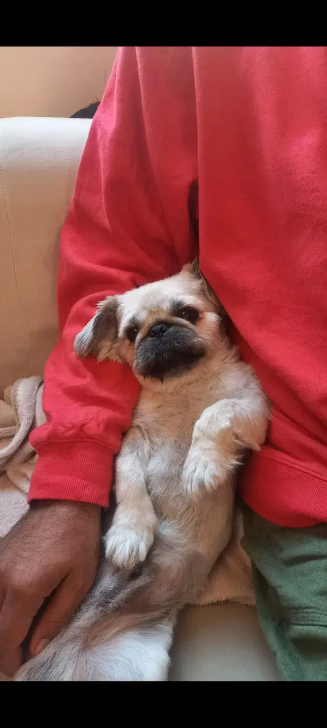 امپریال پیکینیز|سگ|نطنز, |دیوار