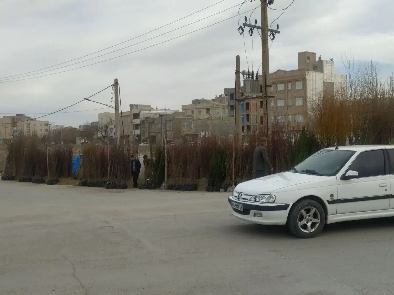 نهال|خدمات باغبانی و درختکاری|شیروان (خراسان), |دیوار