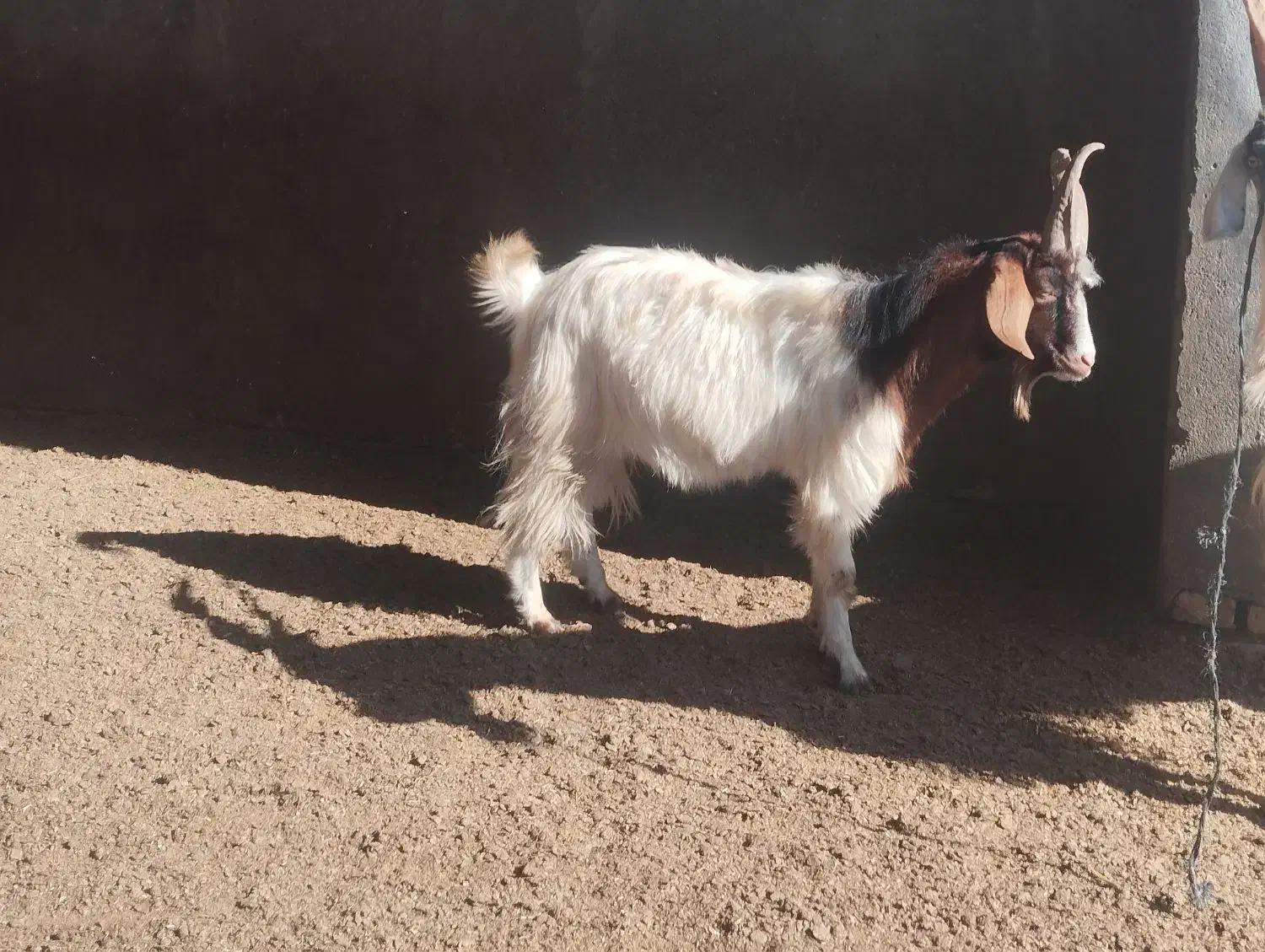 نر بز جوان چوش|حیوانات مزرعه|سیمین شهر, |دیوار