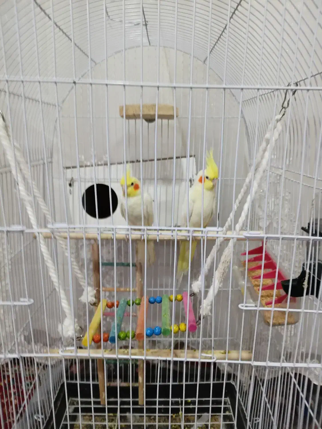 عروس هلندی جفت|پرنده|مشهد, كنويست|دیوار