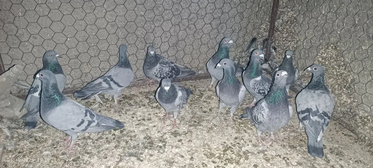 کبوتر پلاکی|پرنده|مبارکه, |دیوار