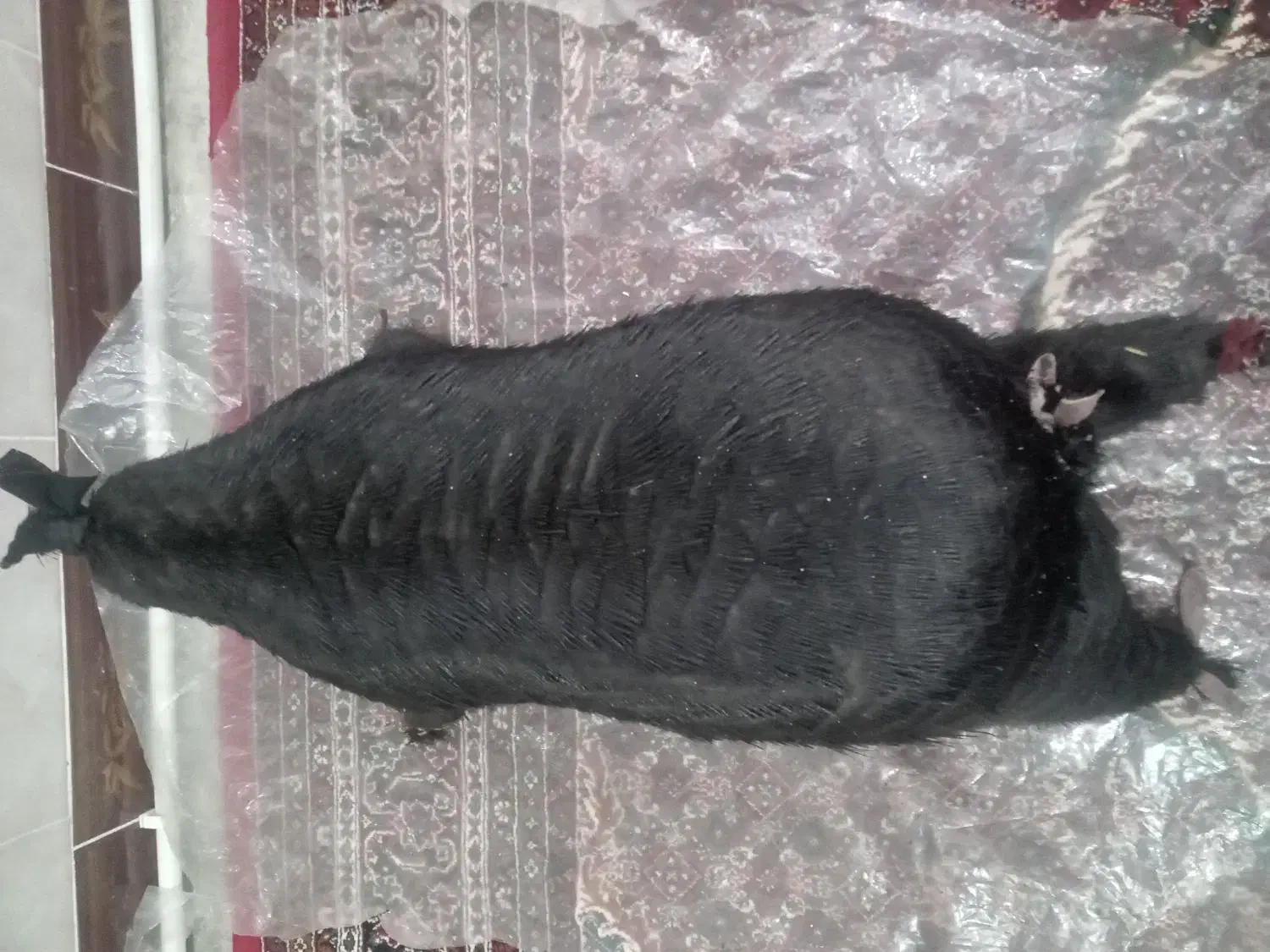 هیزه|خوردنی و آشامیدنی|شاهیوند, |دیوار