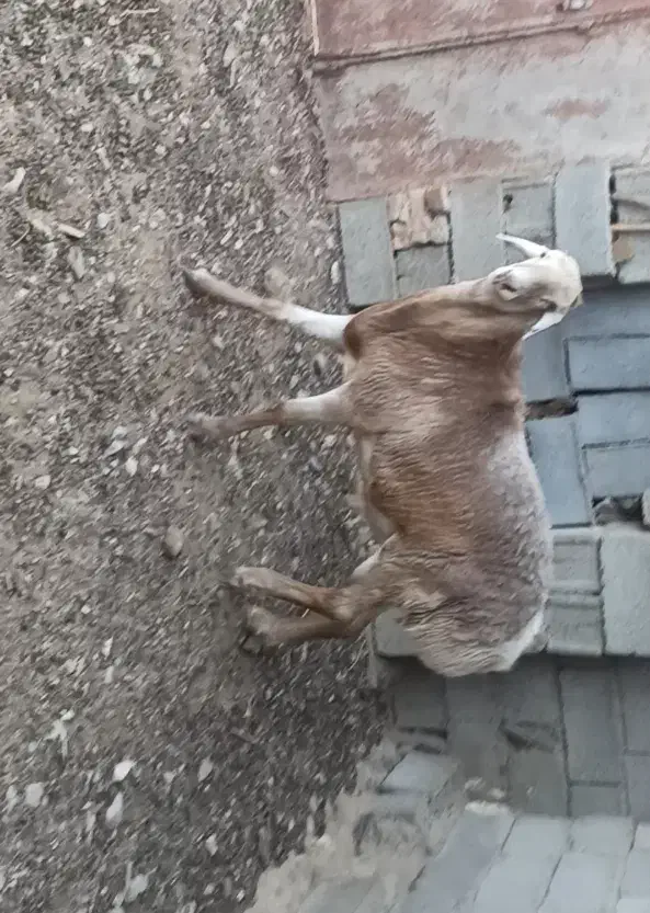 بره قوچی|حیوانات مزرعه|زیرکوه, |دیوار