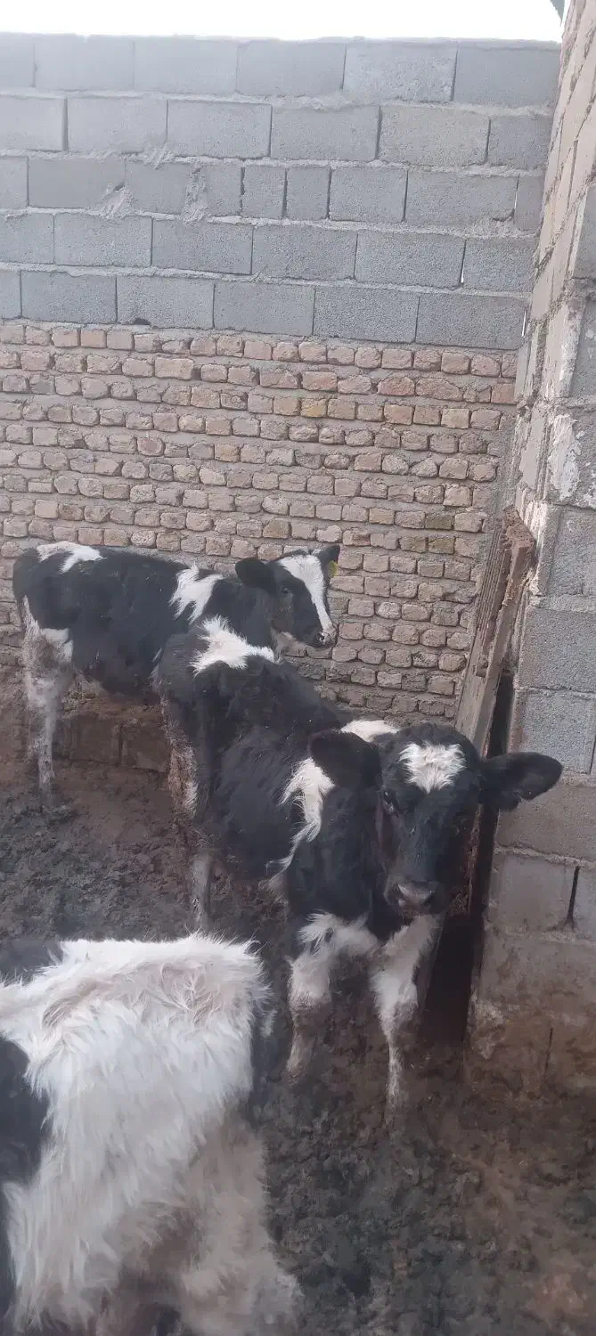 ۴تاگوسالهمادهپادرپادانه۶۵میلیون|حیوانات مزرعه|مشهد, خرم آباد|دیوار