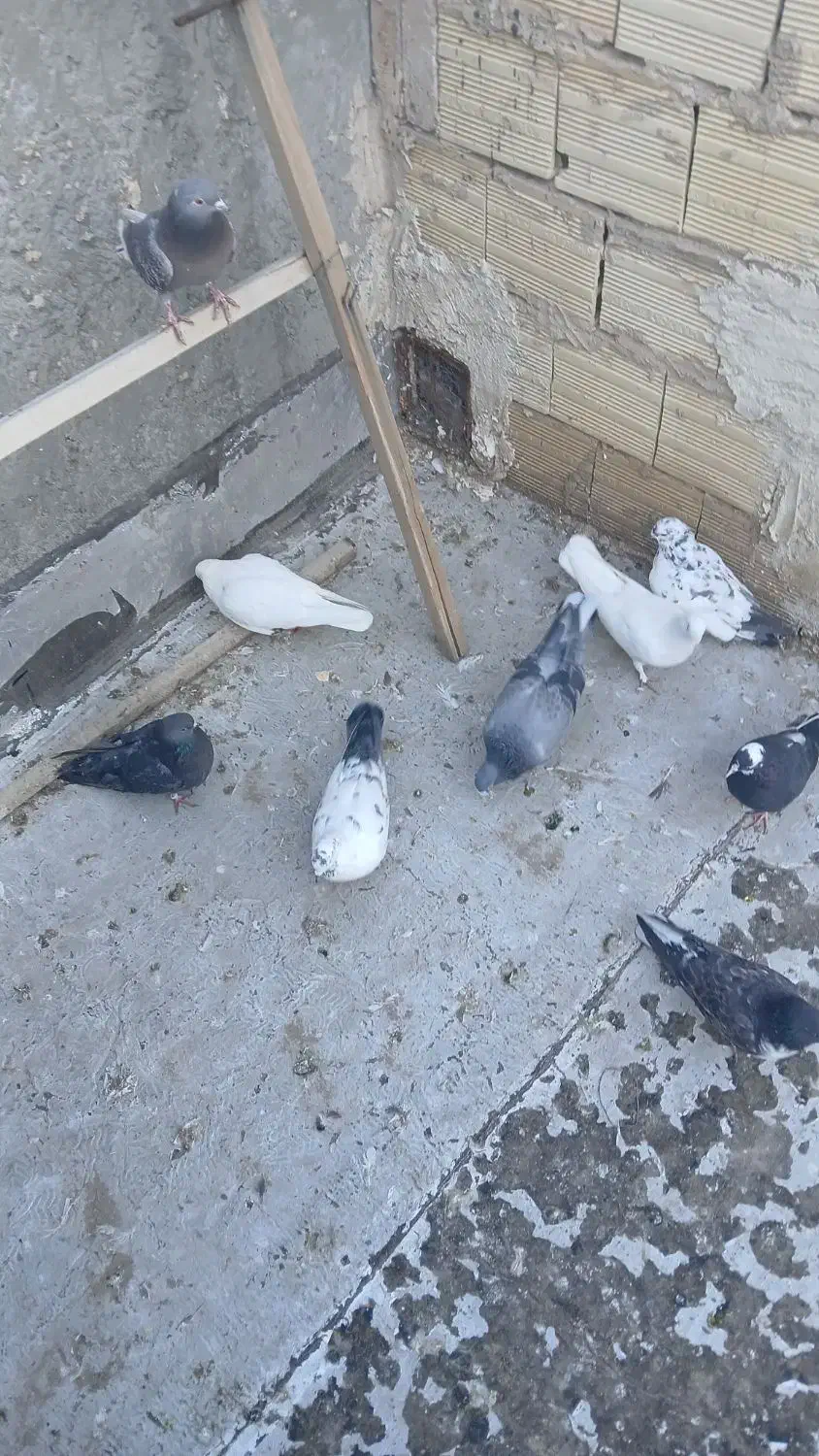 فروش 11عدد کبوتر پرشی گرفتنی|پرنده|سراب, |دیوار