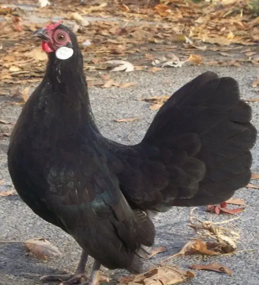 جوجه از مرغ و خروس رزکامپ مشکی ویاندوت اورنج|حیوانات مزرعه|تهران, مشیریه|دیوار