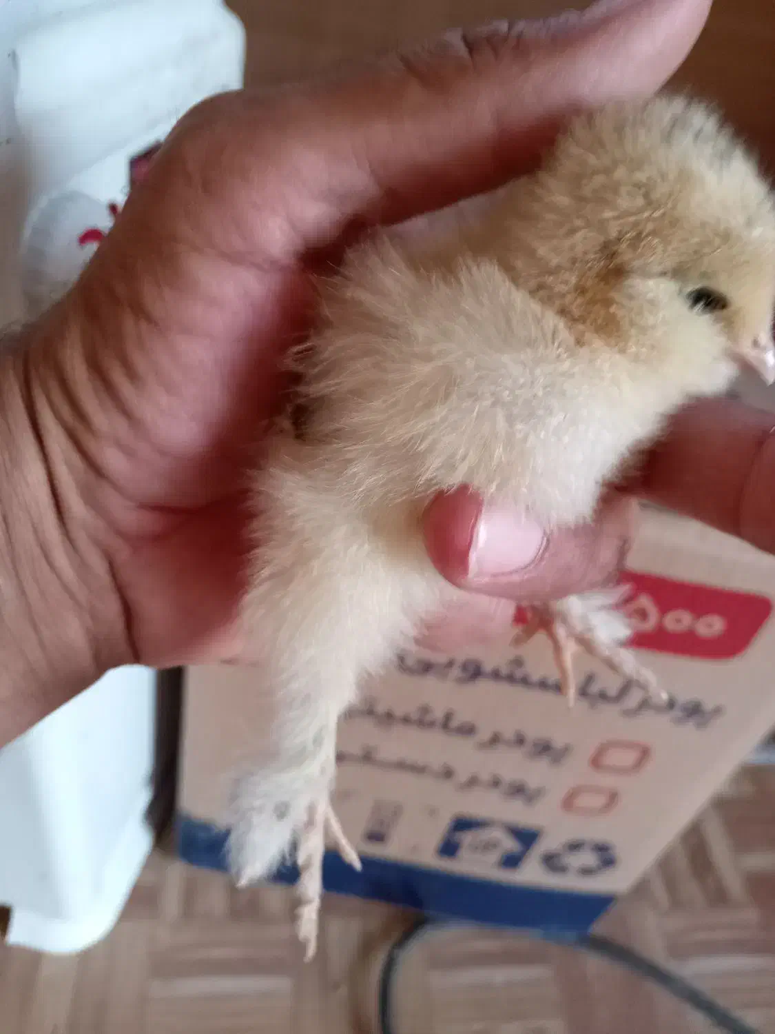 فروش جوجه برهما ودیلگونی|حیوانات مزرعه|دهدشت, |دیوار