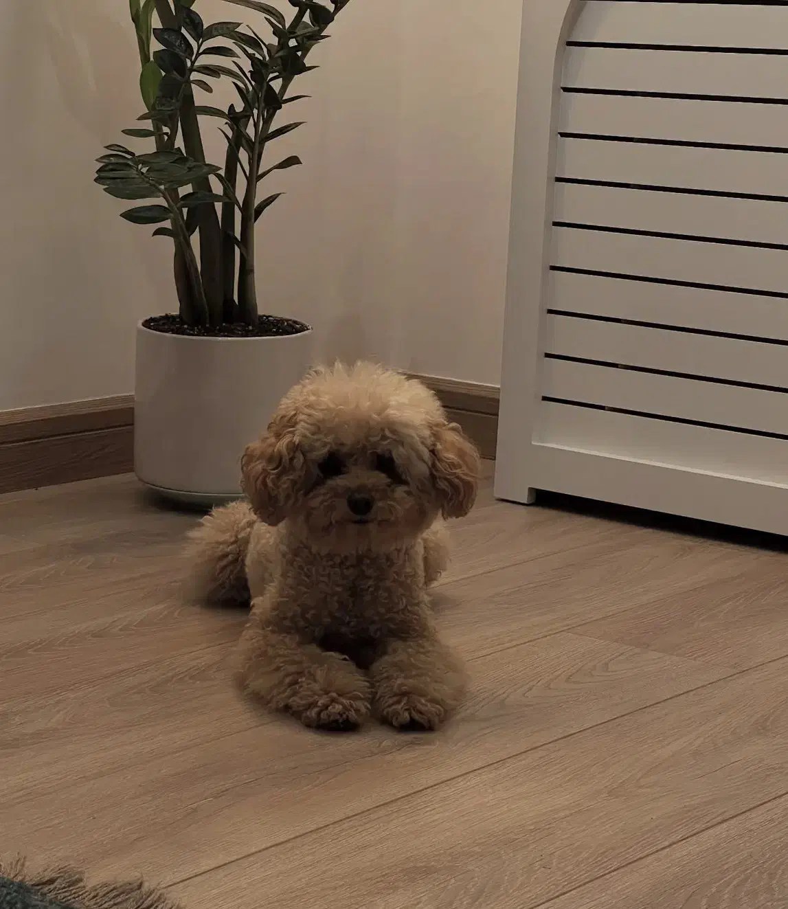 سگ پودل|سگ|تهران, ونک|دیوار