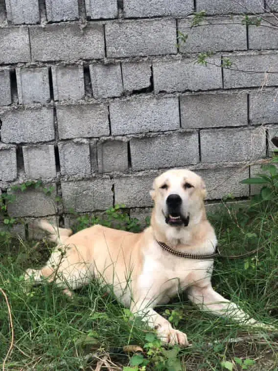 توله آلابای 9 ماهه بدلیل جابه جایی|سگ|قائمشهر, |دیوار