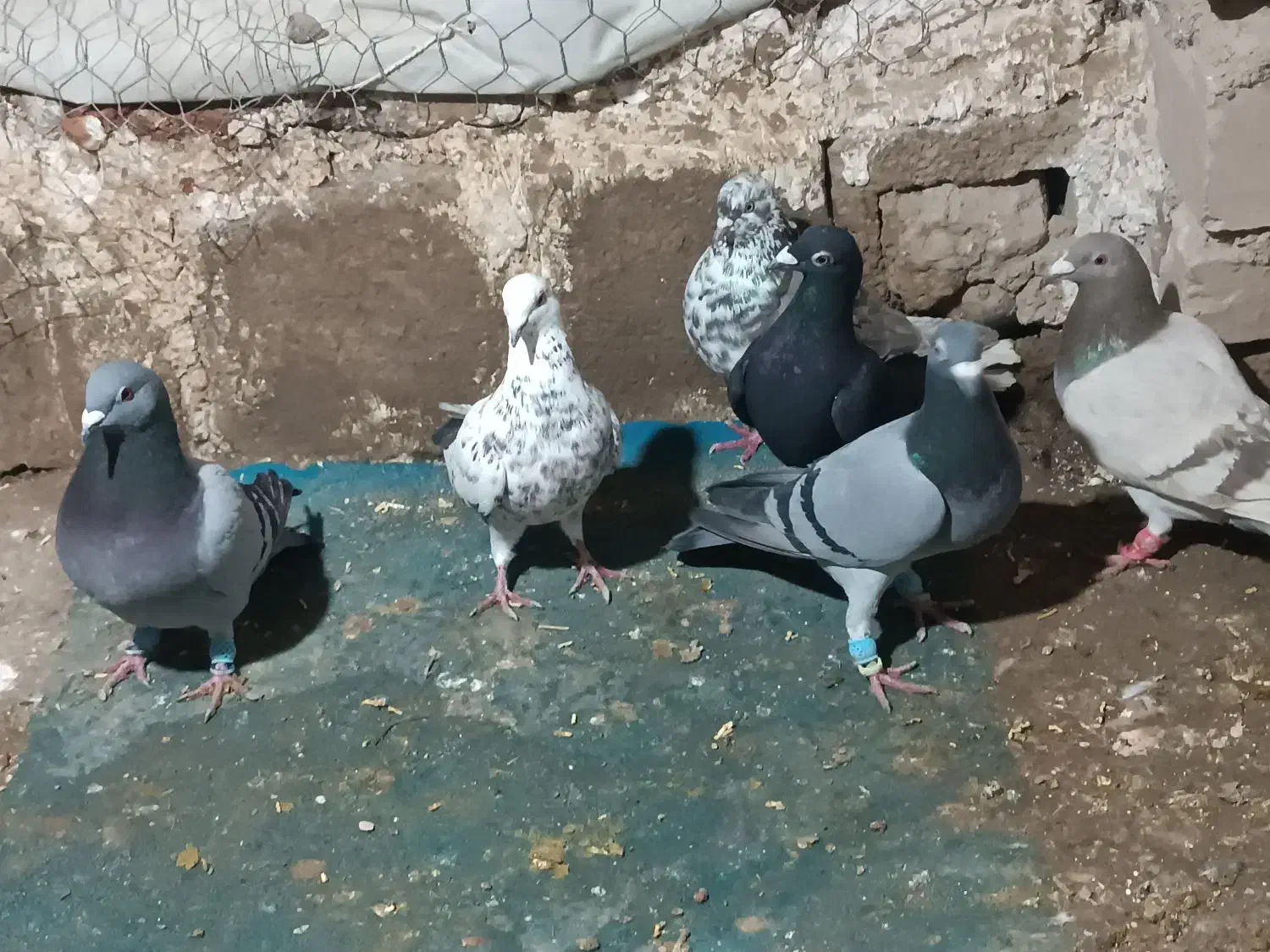 کبوتر|پرنده|اسفراین, |دیوار