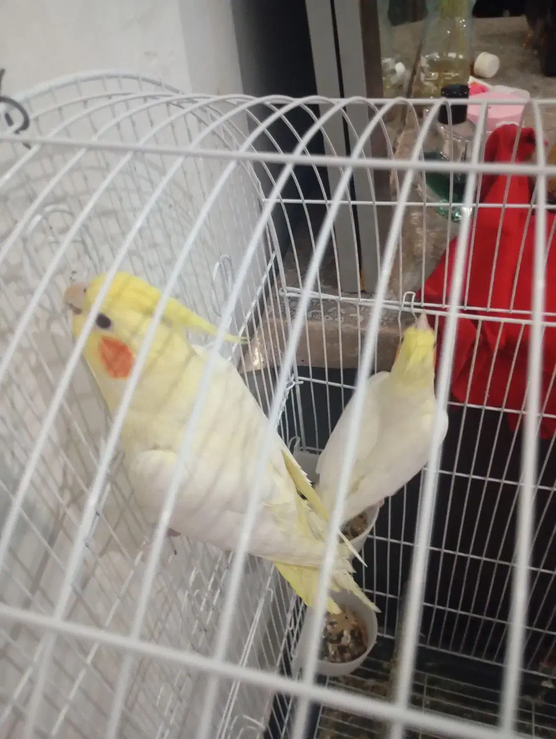 عروس پاریس|پرنده|کارون, |دیوار