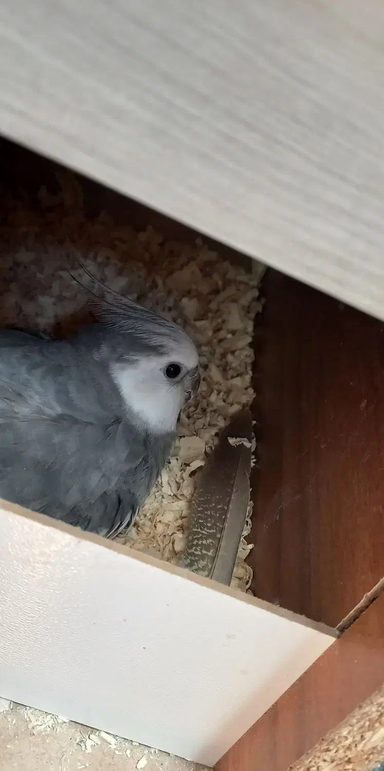 عروس هلندی وایت فیس|پرنده|کردکوی, |دیوار