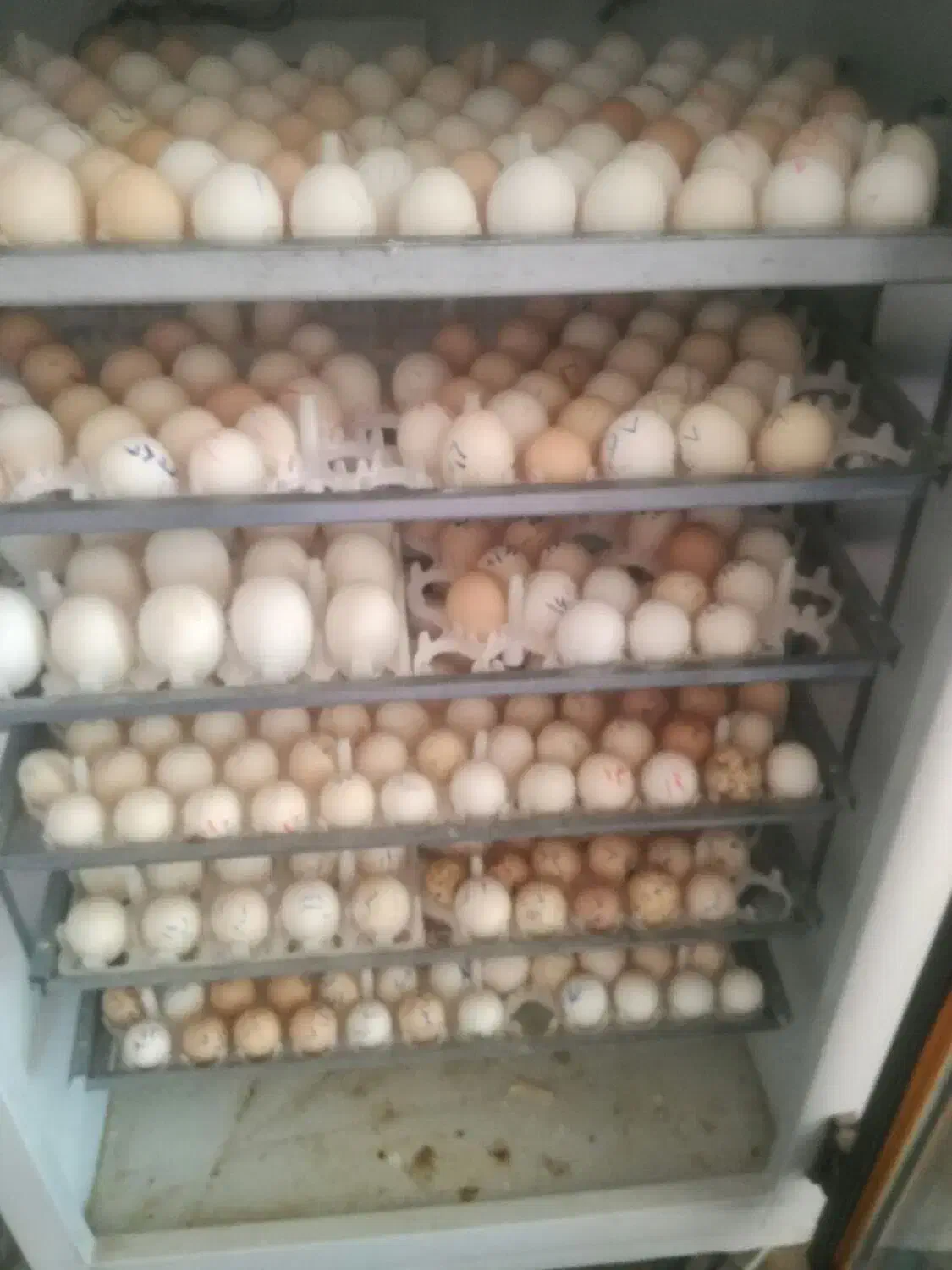 دستگاه جوجه کشی قیمت 25000|ماشینآلات صنعتی|کوه چنار, |دیوار