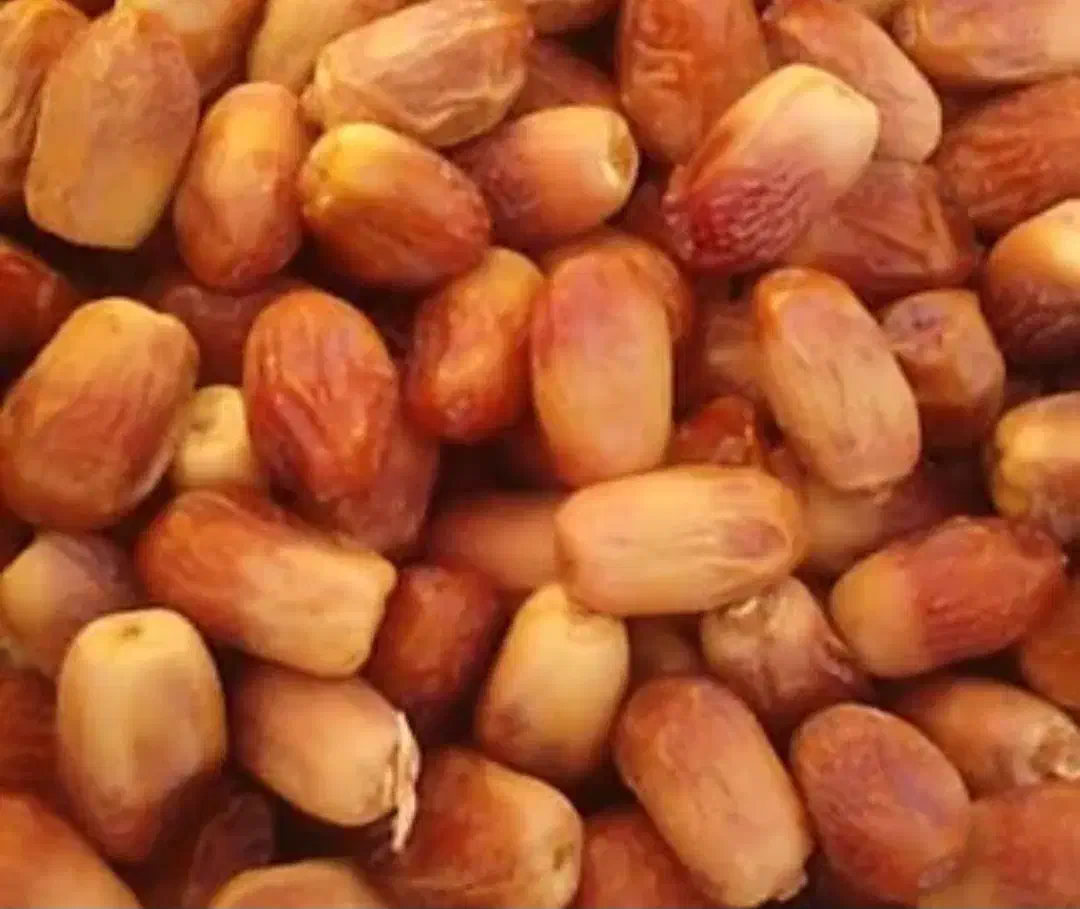 قصب درجه یک|خوردنی و آشامیدنی|شیراز, شهرک امیر کبیر|دیوار
