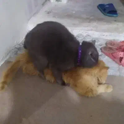 آماده جفتگیری گربه نر اسکاتیش|گربه|کرج, عظیمیه|دیوار