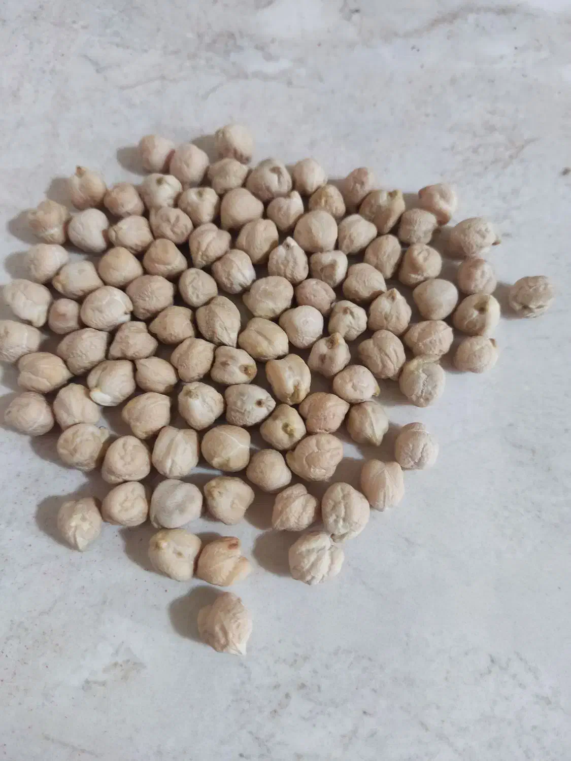 نخود پاییزه بذر ترکی|عمدهفروشی|جعفرآباد, |دیوار