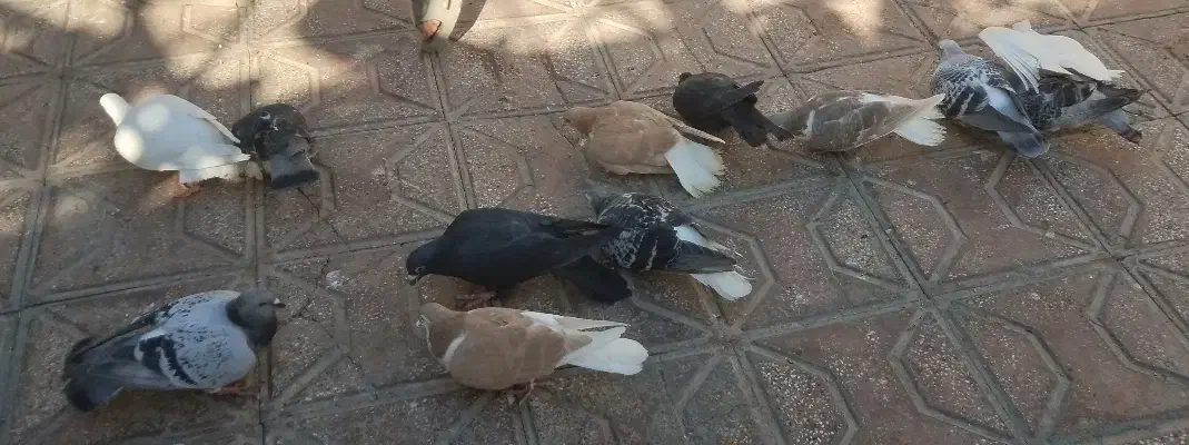 12 کفتر (توافقی)|پرنده|تربت‌حیدریه, کلاته توکلی|دیوار