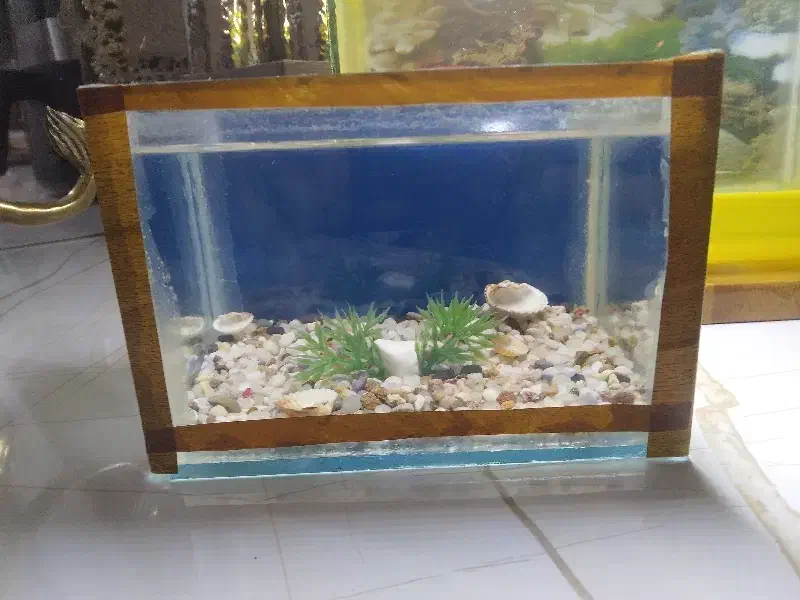 اکواریوم کوچک|ماهی|پاکدشت, پاکدشت (مامازند)|دیوار