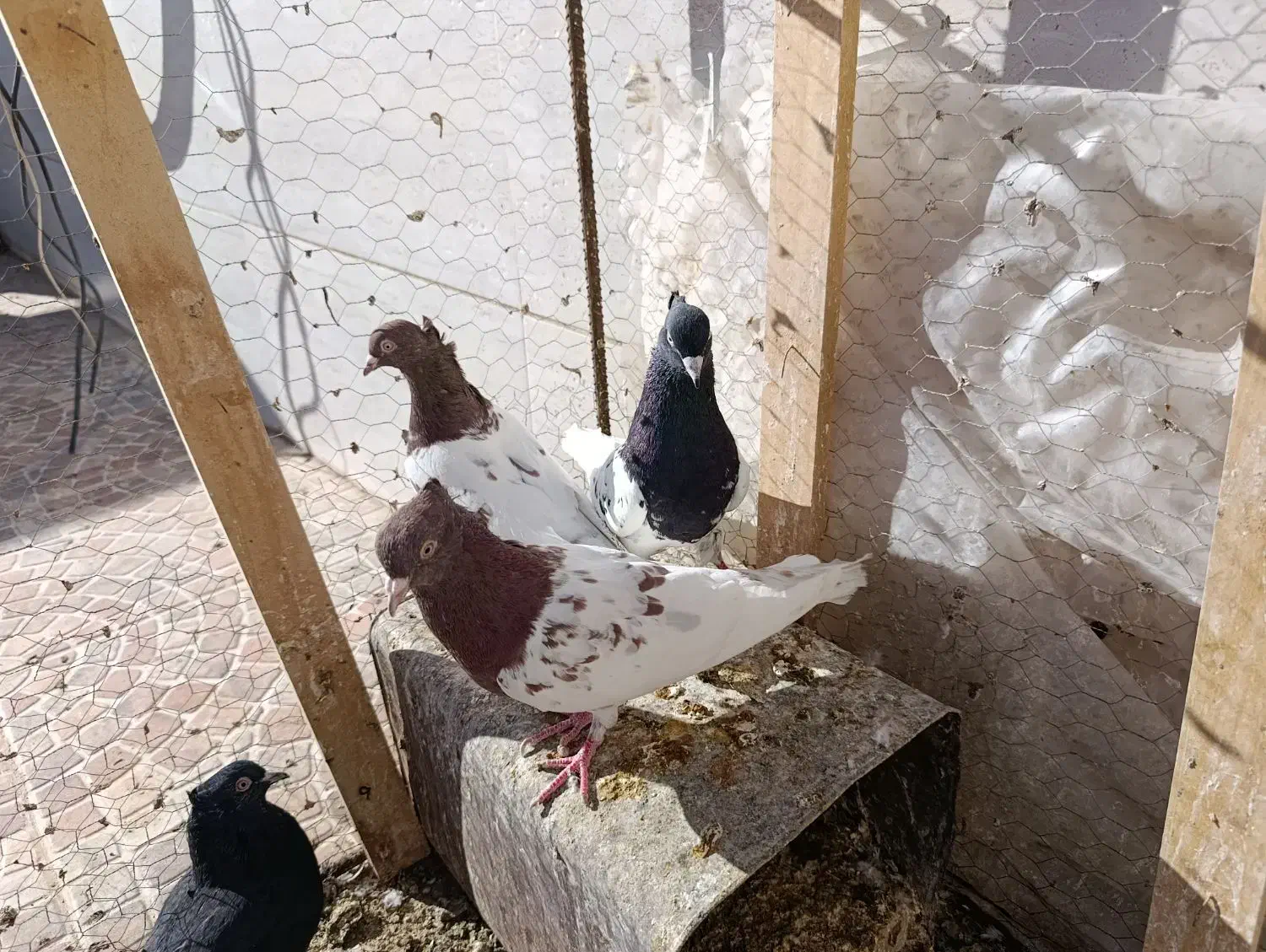 فروش کبوتر|پرنده|بجستان, |دیوار