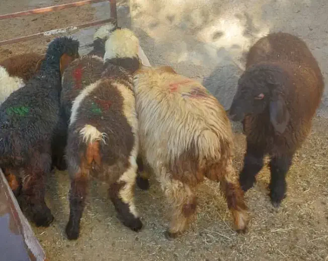 6 بره|حیوانات مزرعه|شیراز, کفترک|دیوار