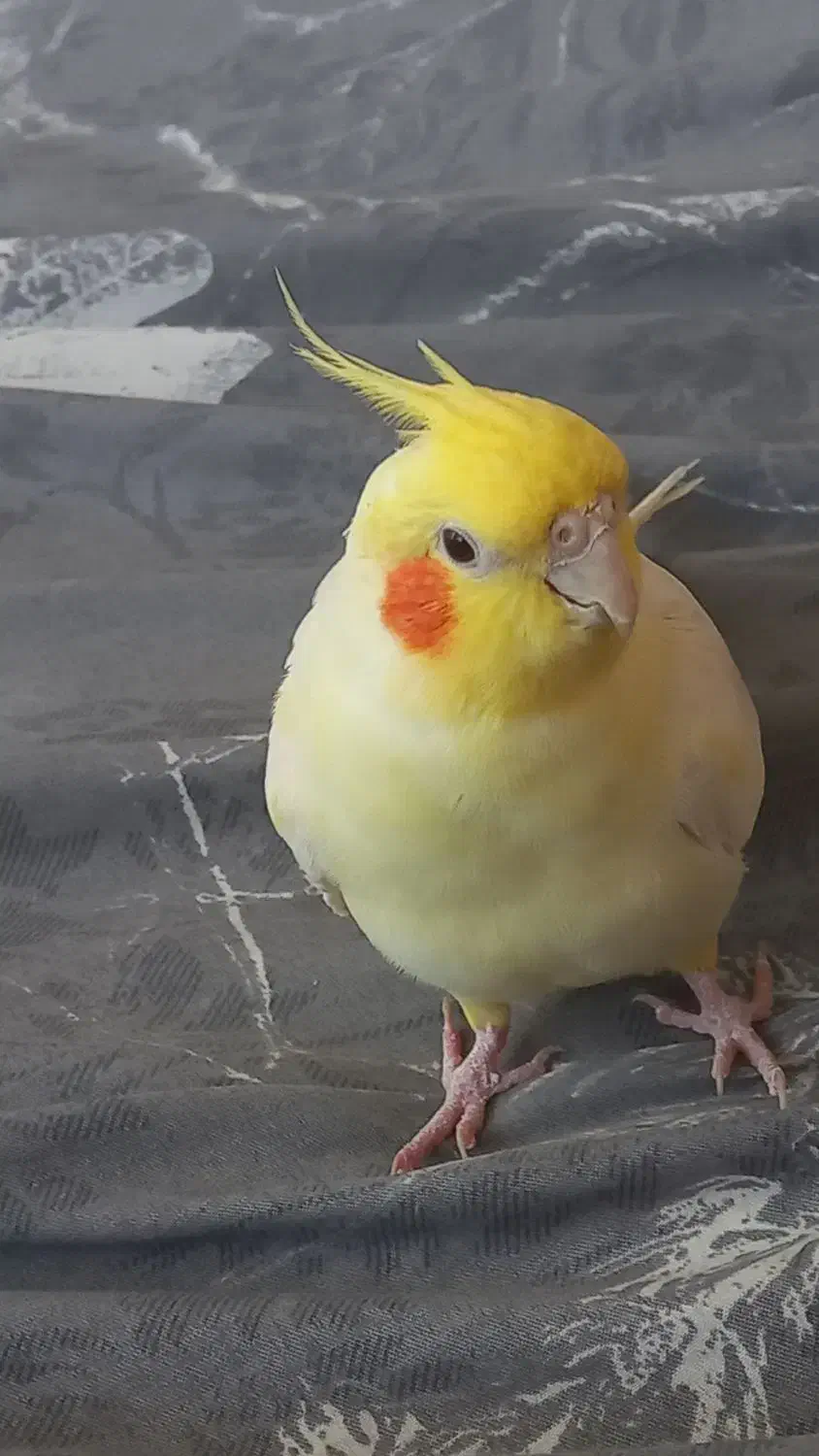 عروس هلندی نر دستی بازیگوش و سخنگو|پرنده|گلستان (تهران), |دیوار