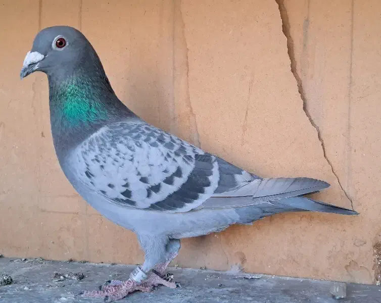 مسافتی ۲۰۲۵|پرنده|فولادشهر, B4|دیوار