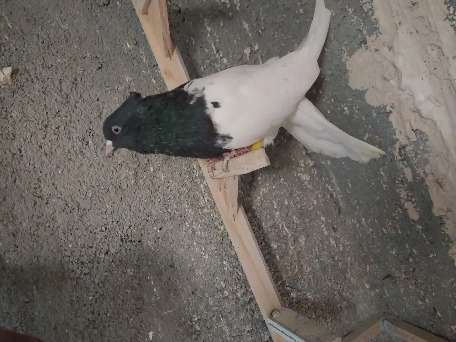 کله سیاه نر عروسک|پرنده|مشهد, ویلاشهر|دیوار