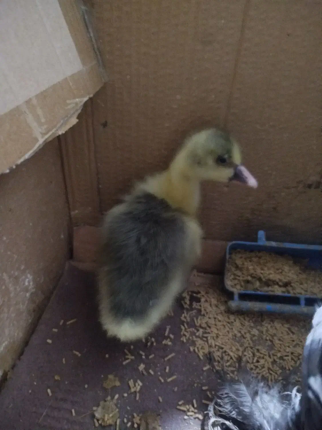 یک عدد جوجه غاز محلی|حیوانات مزرعه|اردبیل, |دیوار