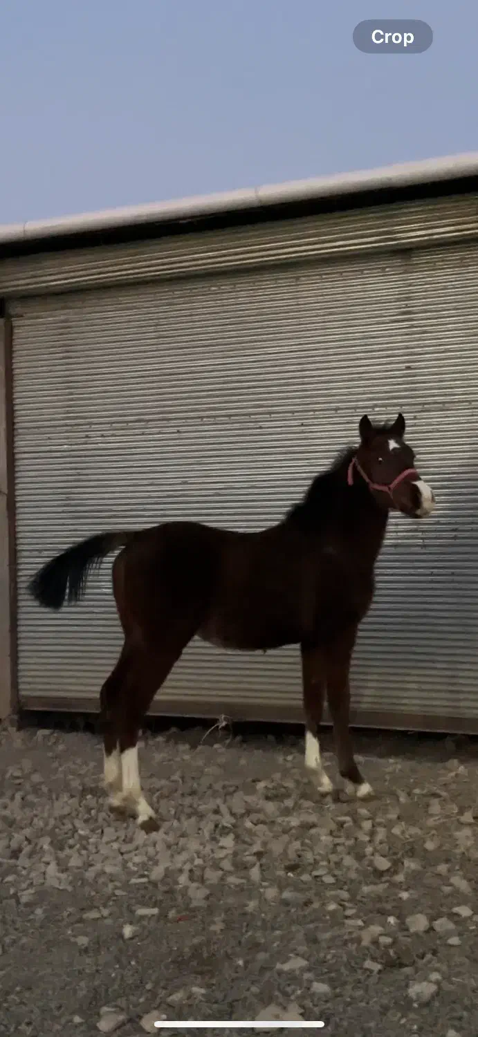 کره نریان کرد خالص|اسب و تجهیزات اسب‌سواری|اردبیل, |دیوار