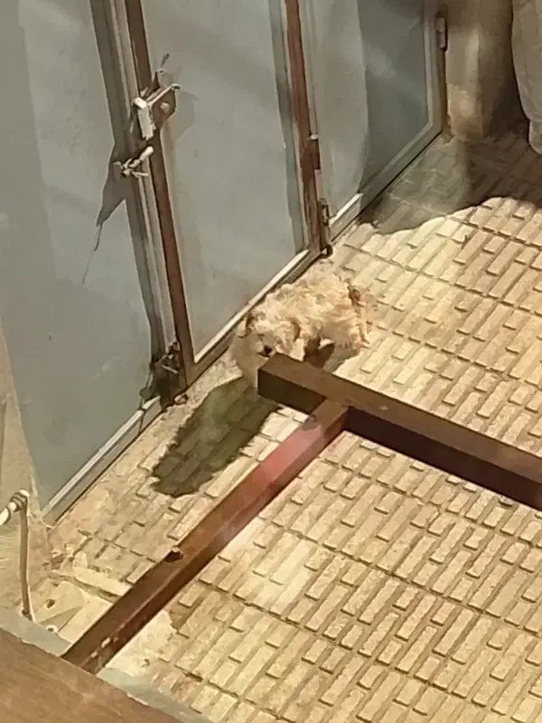 سگ پیدا شده|حیوانات|کرمانشاه, |دیوار