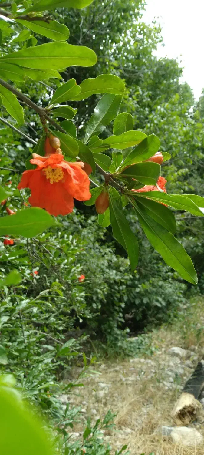 راهنمایی ساج|فعالیت داوطلبانه|ایلام, |دیوار