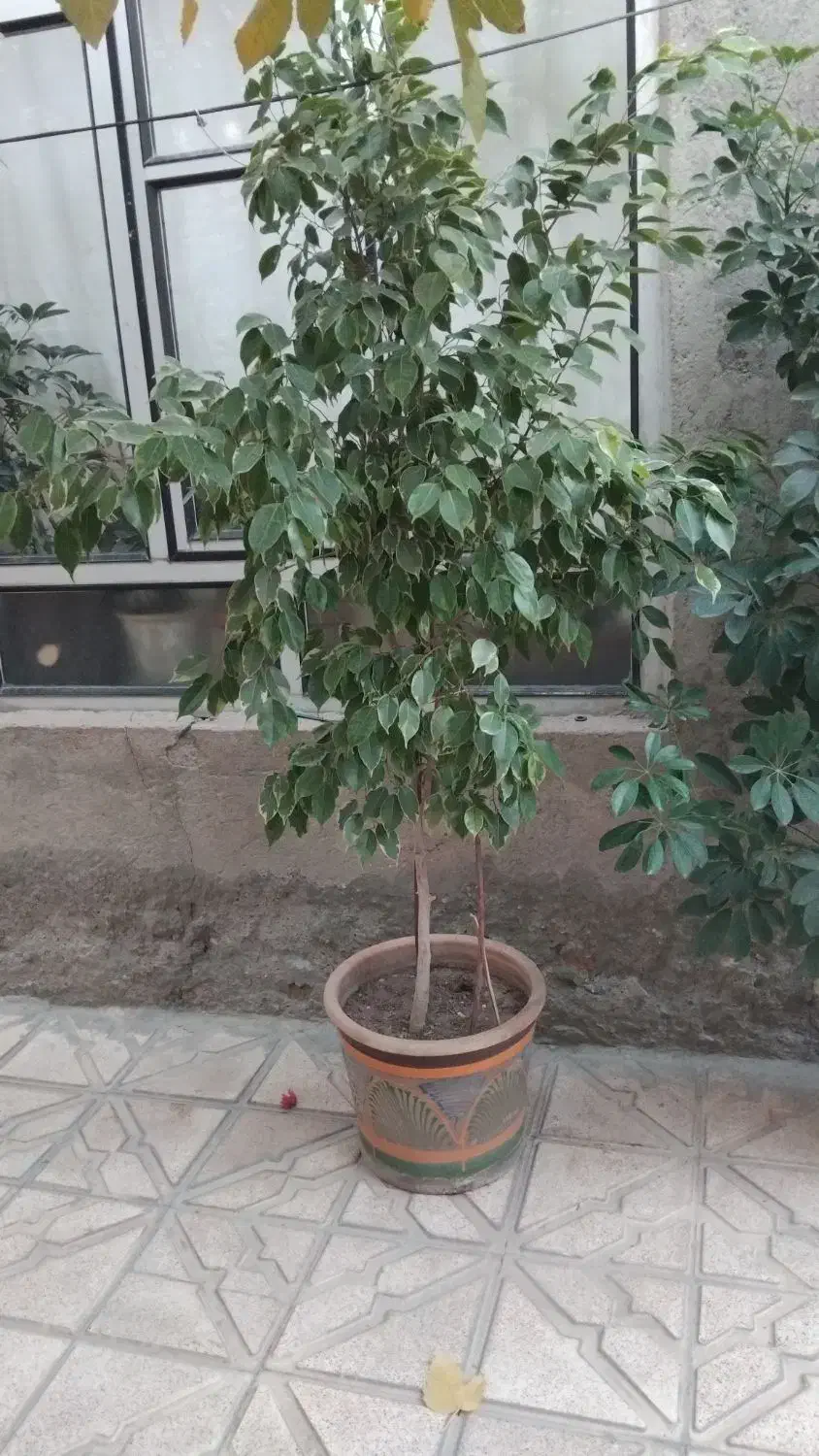 گل های طبیعی سالم و خوش سر حال|گل و گیاه طبیعی|بناب, |دیوار