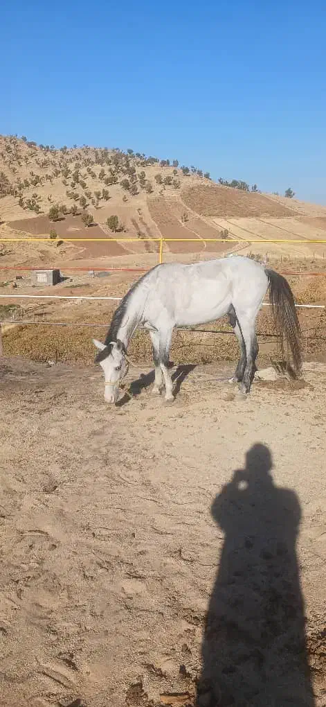 فروش اسب و یک کوره|اسب و تجهیزات اسبسواری|بانه, |دیوار