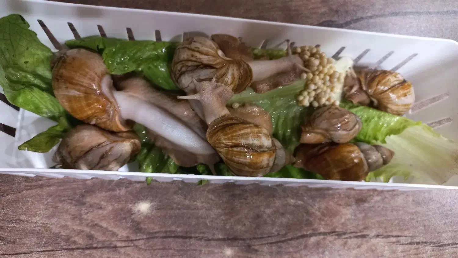 حلزون آلبینو تخم گذار|خزنده|کرج, شاهینویلا|دیوار