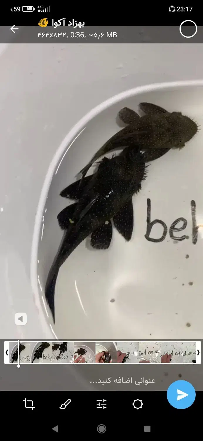 آف ویژه و فروش زمستانه ماهی سالن پرورش بهزادآکوا|ماهی|مشهد, کوی راد|دیوار