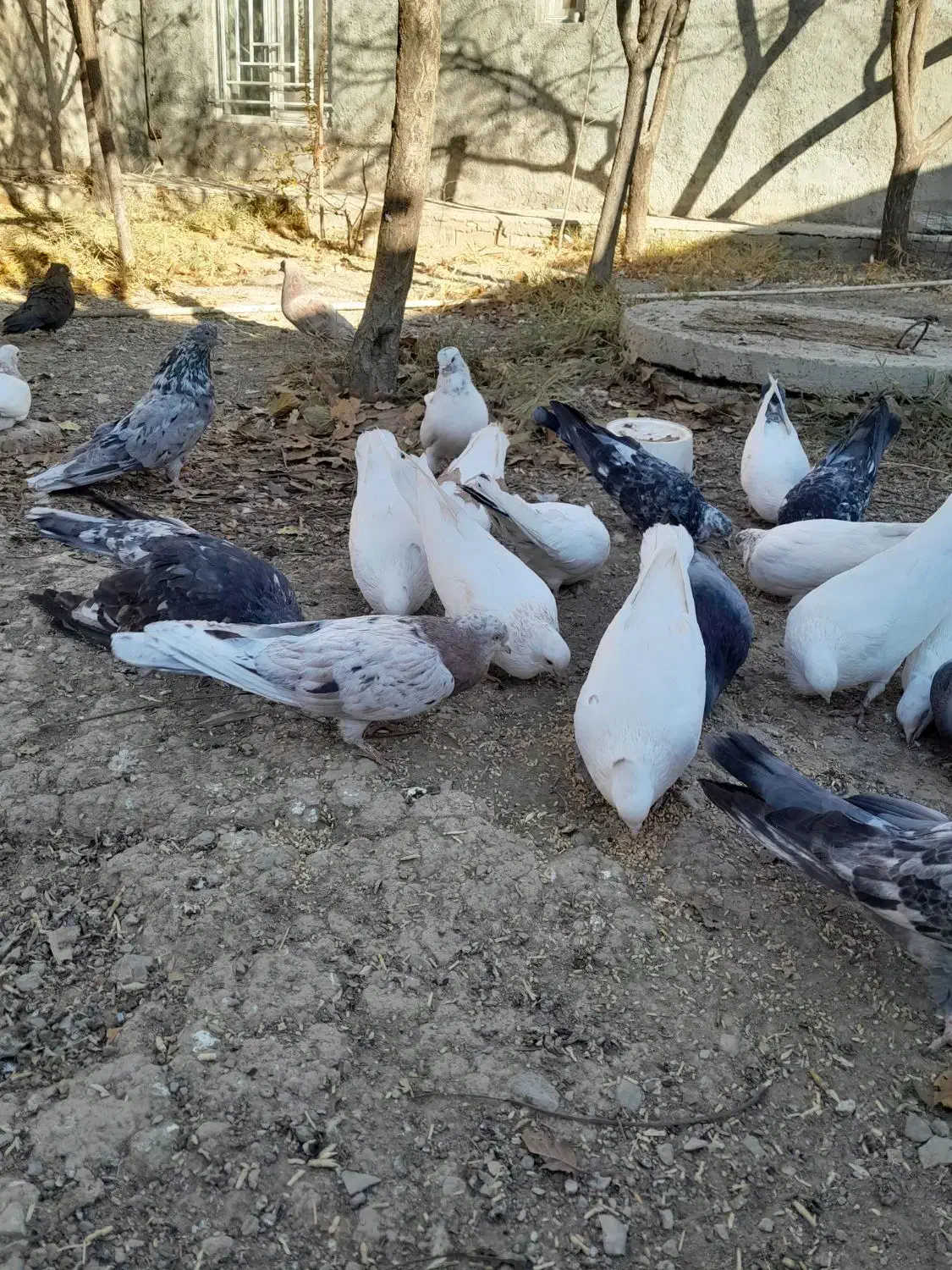 کفتر|پرنده|ساروق, |دیوار