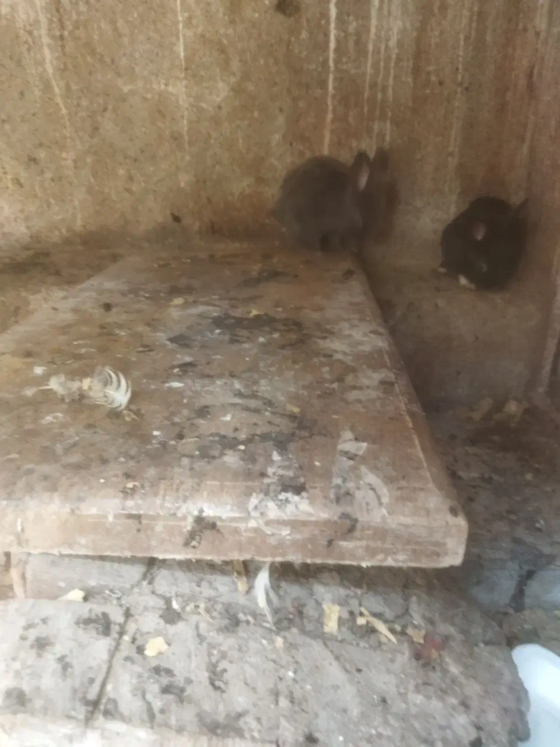 خرگوش|موش و خرگوش|ارومیه, |دیوار