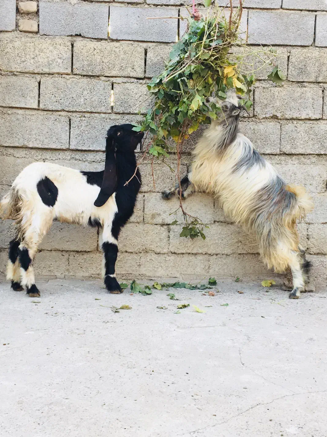 ۲راس بزغاله قیمت جفتی نر و ماده|حیوانات مزرعه|گنبد کاووس, |دیوار