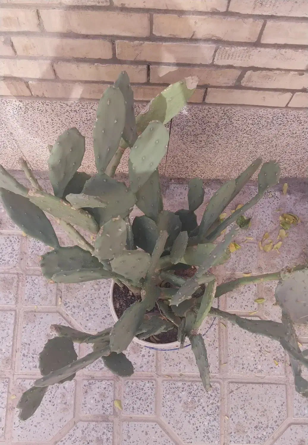 گل کاکتوس|گل و گیاه طبیعی|شاهینشهر, بنیاد ازدواج|دیوار