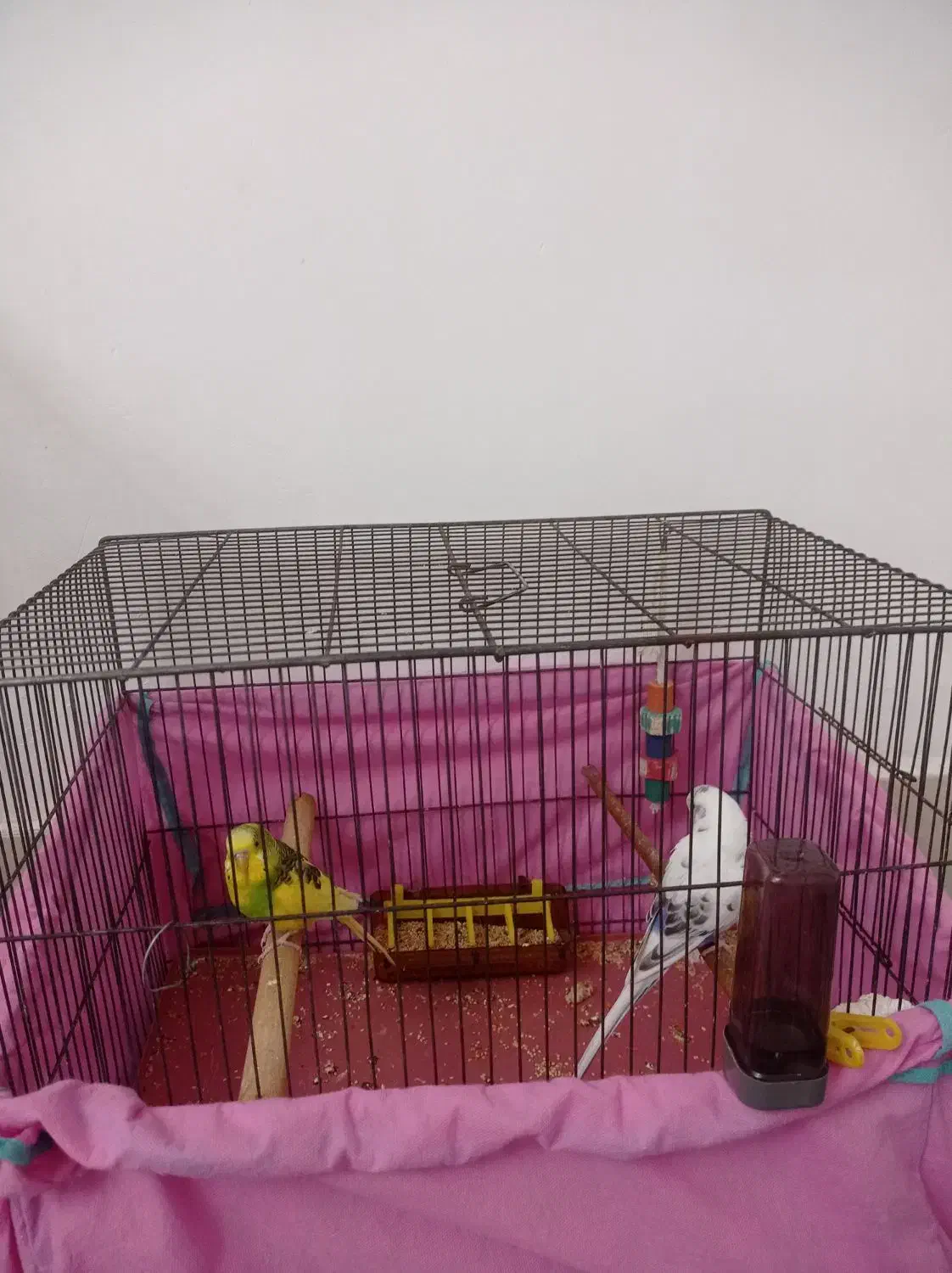 مرغ عشق با قفس|پرنده|گلپایگان, |دیوار