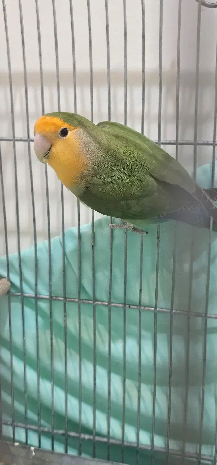 طوطی برزیلی|پرنده|پردیس, فاز ۸|دیوار