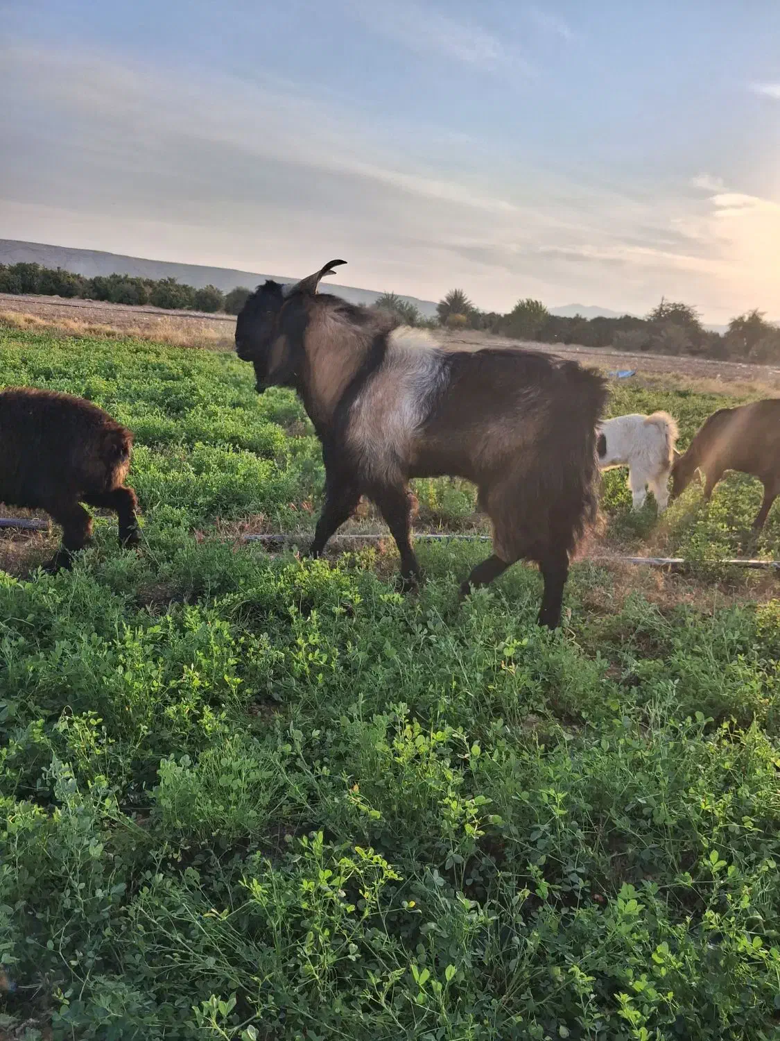 چبش (دوبور)|حیوانات مزرعه|داراب, |دیوار