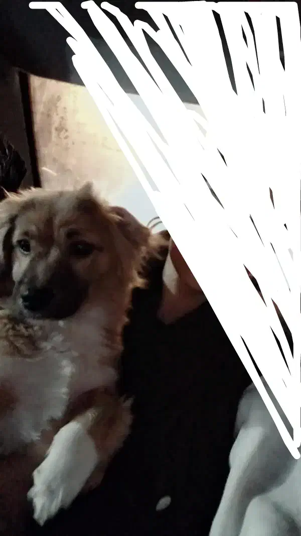 سگ خانگی گم شده|حیوانات|خوی, |دیوار