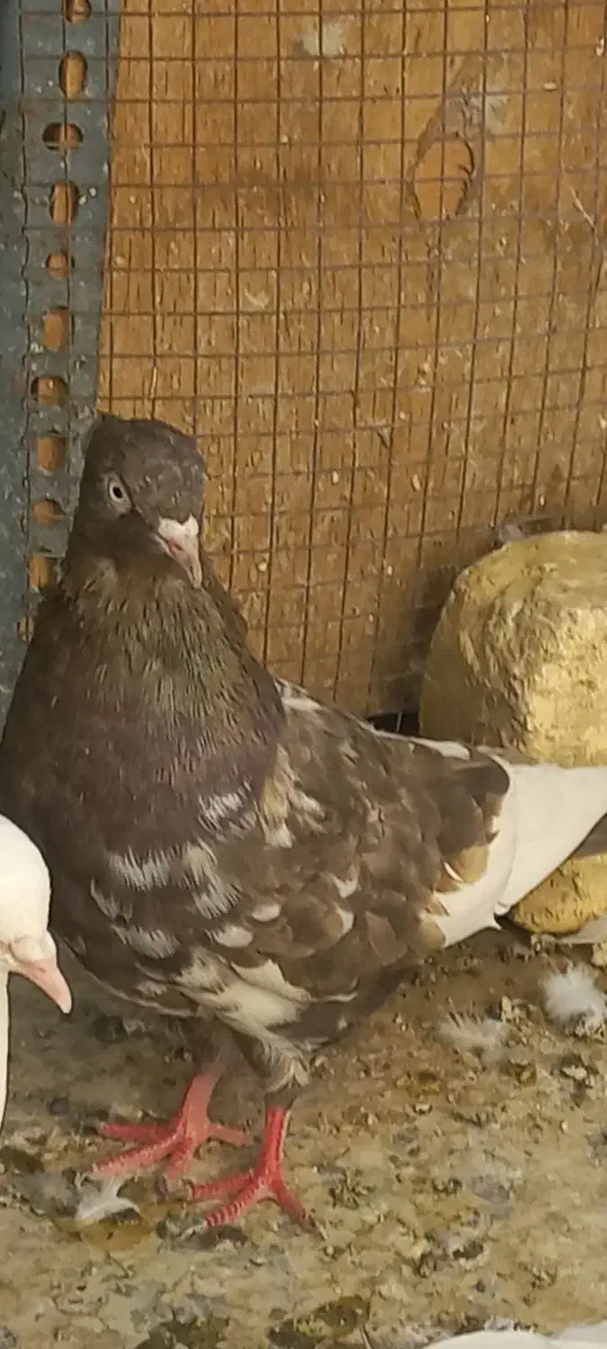 کبوتر|پرنده|شاهین‌شهر, شهرک میلاد|دیوار