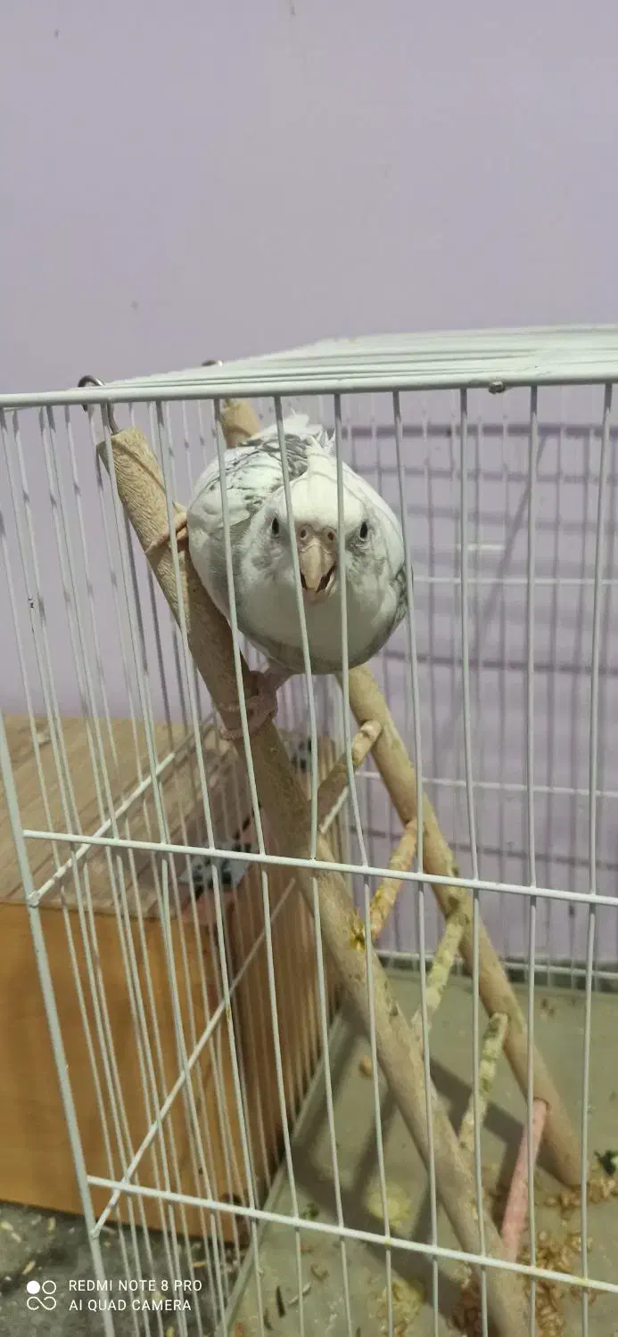 عروس هلندی|پرنده|شیروان (خراسان), |دیوار