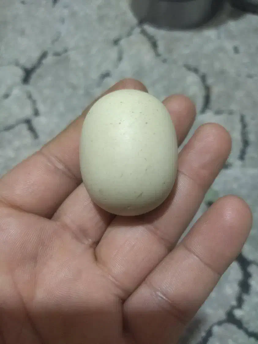 سنگ اسیاب الماس اصلی با تست|کلکسیون اشیاء عتیقه|مشهد, بهمن|دیوار