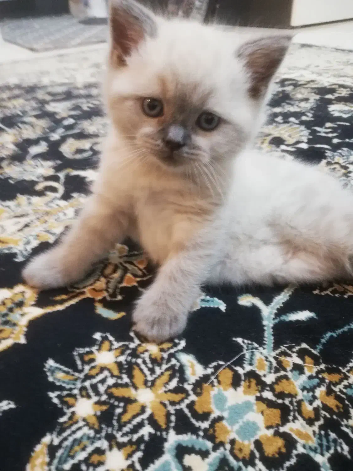 واگذاری توله گربه هیمالین|گربه|پردیس, فاز ۹|دیوار