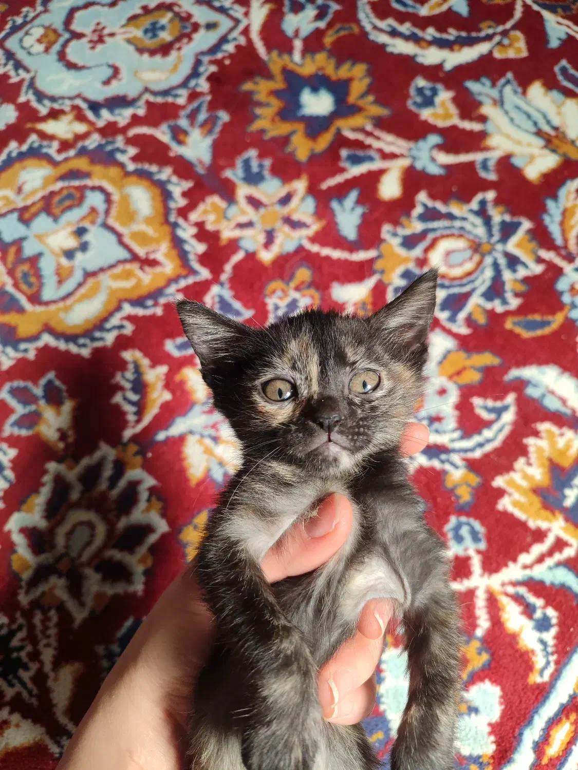 توله گربه اسکاتیش|گربه|بوشهر, |دیوار