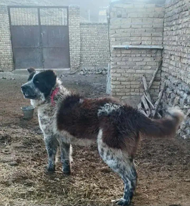 فروشی|سگ|خمین, |دیوار