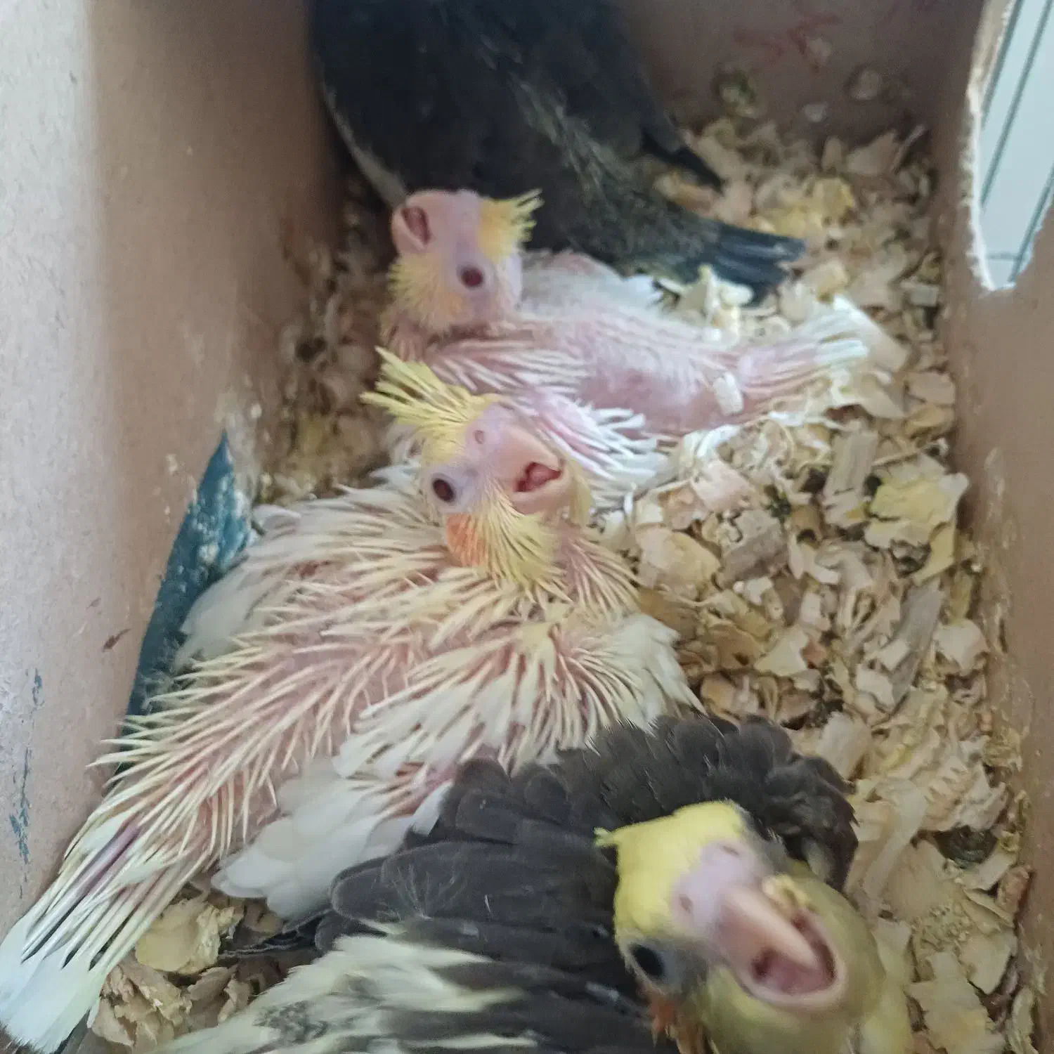 عروس هلندی|پرنده|ملایر, |دیوار